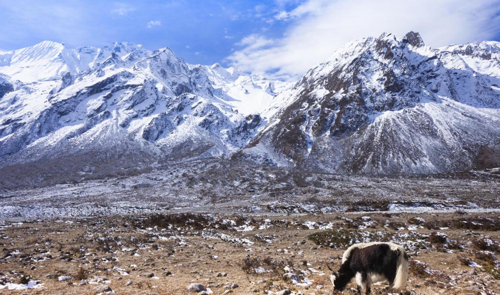 Istock -  Yack au pied de montagnes, Langtang, Npal. - La vallée du Langtang sur mesure - 7