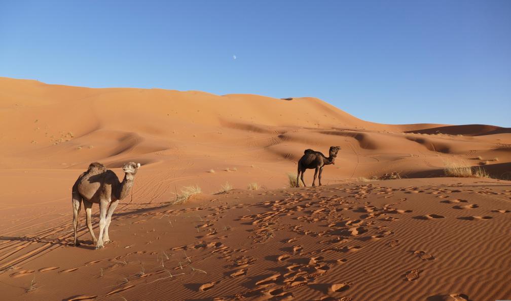 Pixabay - Dromadaires dans le désert de Merzouga, Maroc - Rêves de sable à Merzouga - 1