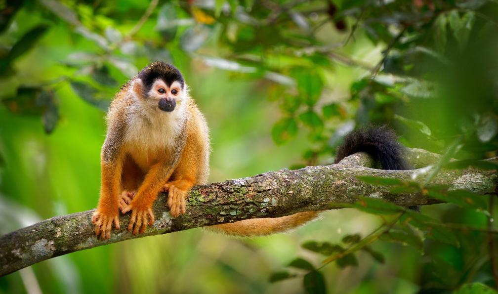 phototrip.cz - stock.adobe.com - Singe écureuil d'Amérique centrale, appelé aussi singe écureuil à dos rouge, qui vit dans la canopée, Costa Rica - En route vers la Pura Vida - 3