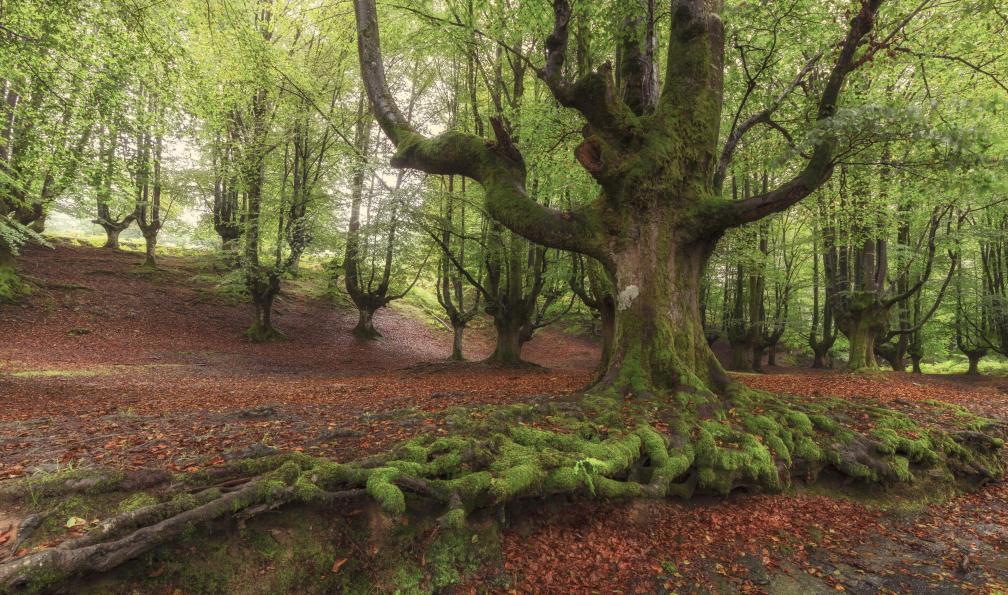 ARUIZHU -  Istock -  Racines darbres dans le parc naturel de Gorbea, forêt, Pays Basque, France - Le meilleur du Pays basque espagnol - 4