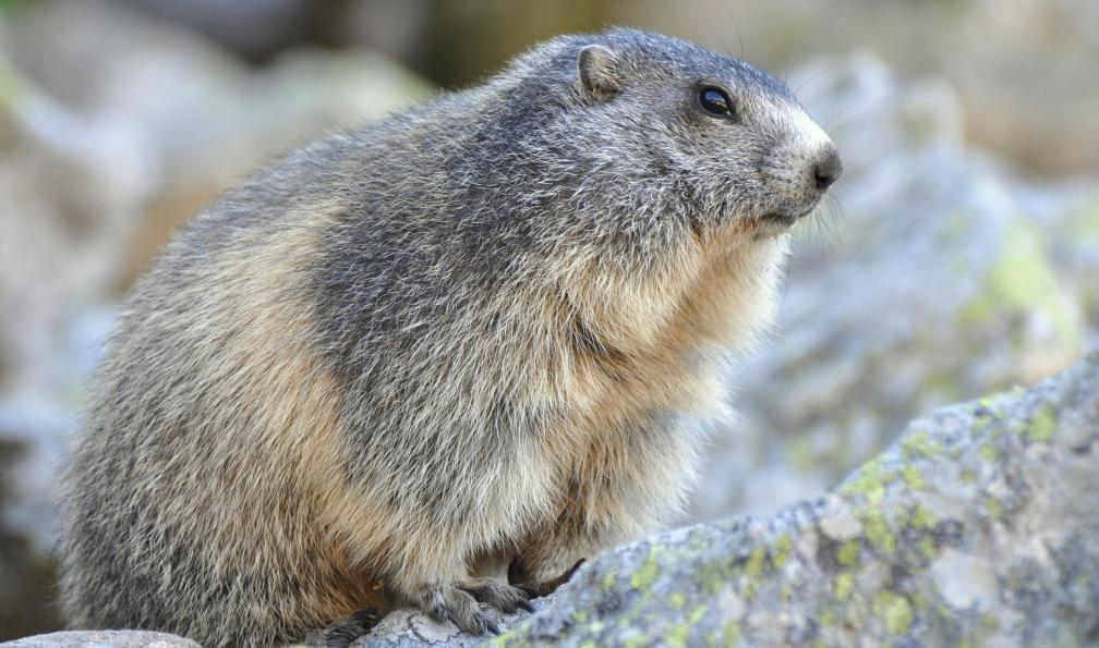 Claireliot - Adobe Stock - Marmotte de profil sur son rocher, Alpes, France - Le Queyrassin - 8
