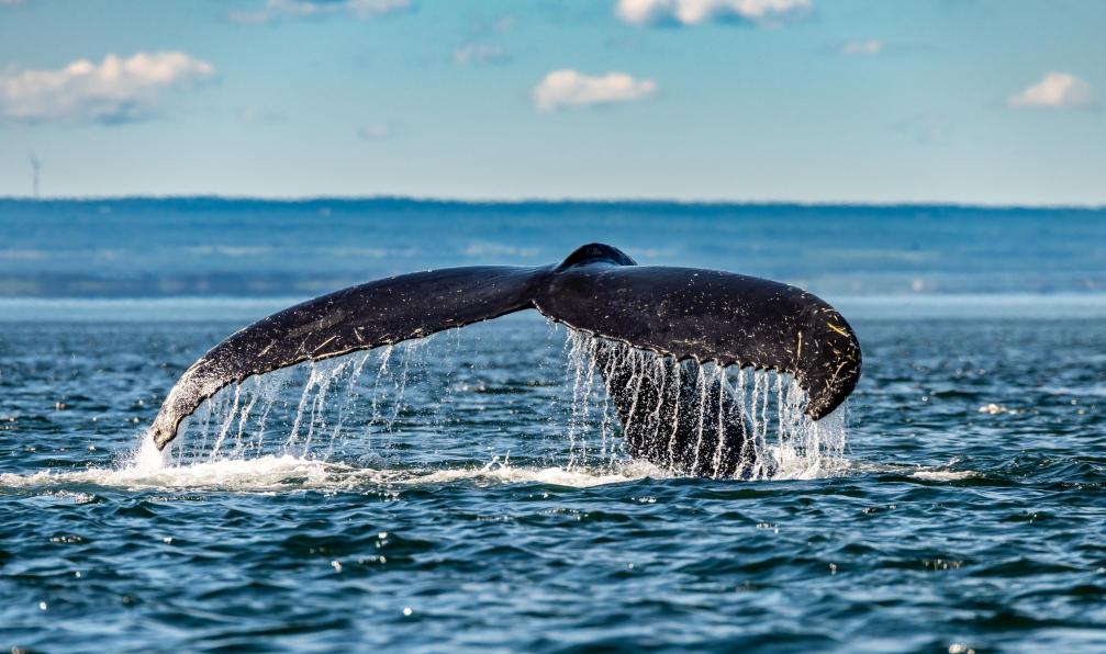 Robert Gergely -  istock -  Observation des baleines, Québec, Canada - Petits aventuriers en roadtrip au Québec - 5