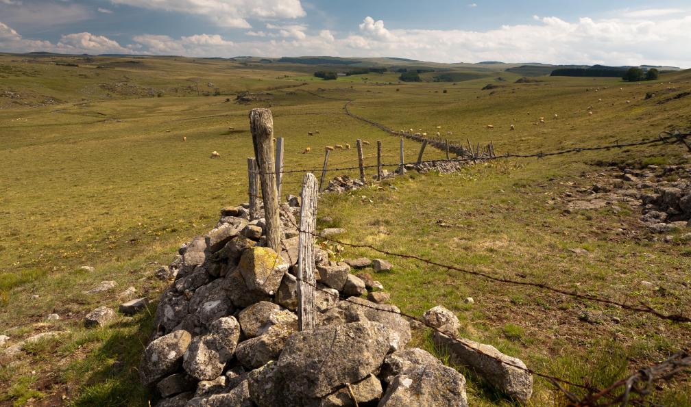 Crobard  -  Shutterstock -  Troupeaux de vache sur le Plateau d'Aubrac;France - Le chemin de Saint Guilhem - 7
