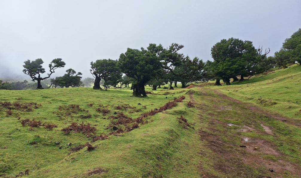 Gea - Charlotte - Sentier à Fanal, forêt enchantée de Madère dans les nuages - Les incontournables de Madère en liberté - 4