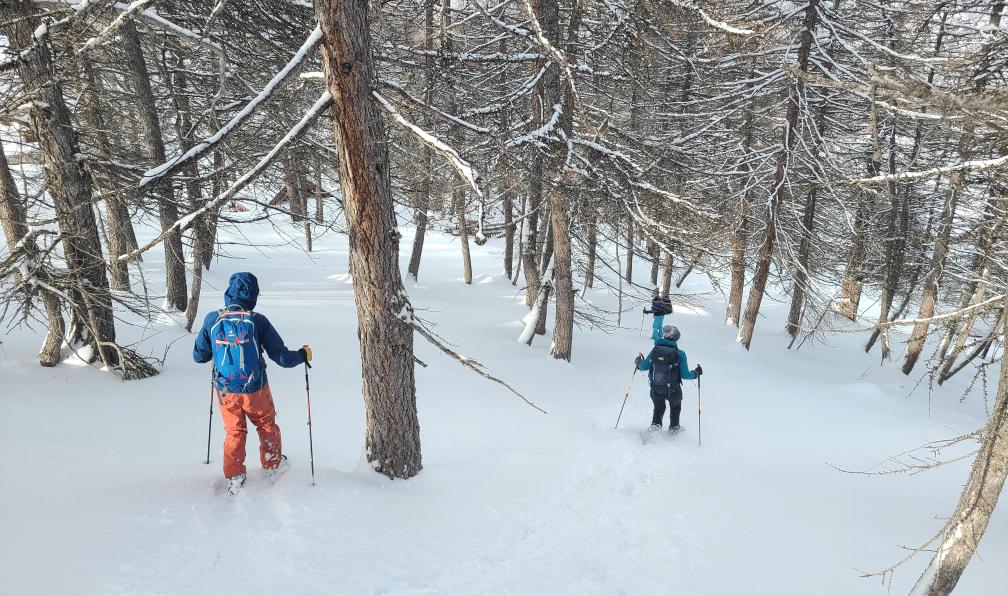 Pellequier - Lucie - Randonneurs en descente dans un mélézin enneigé, Clarée, Alpes, France - Lumineux val Clarée à raquettes - 6