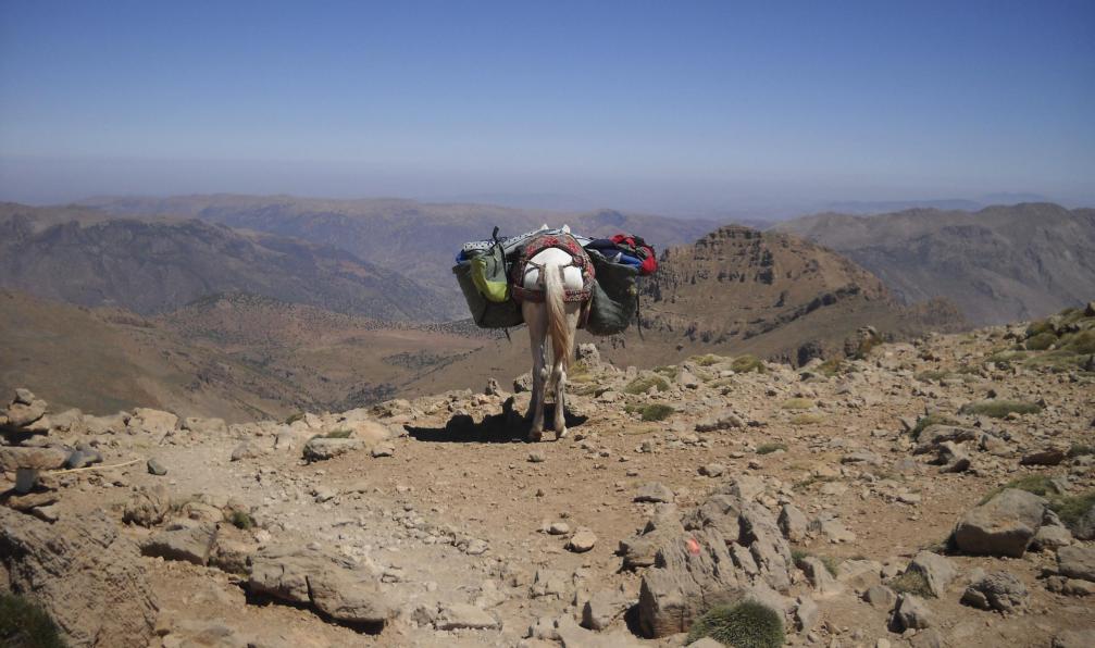 PROVENT -  Gerard -  Âne sur le M'Goun;Maroc - M'Goun, le Maroc des hauteurs - 2