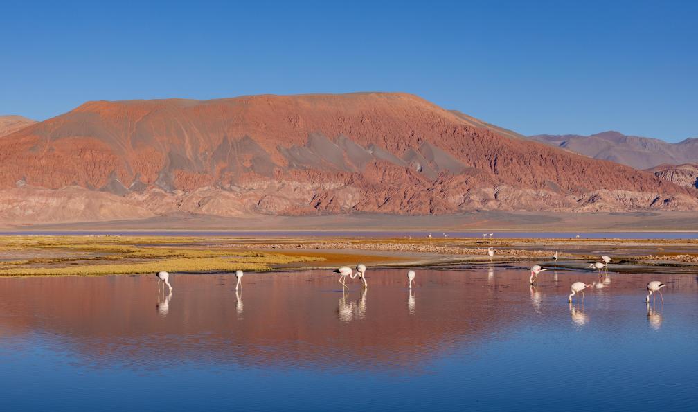 freedom_wanted - Adobe Stock - Flamants roses dans la Laguna Carachi Pampa dans les hautes terres désertes du nord de l'Argentine - Trésors cachés du Nord-Ouest argentin - 3