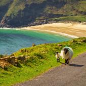circuit irlande