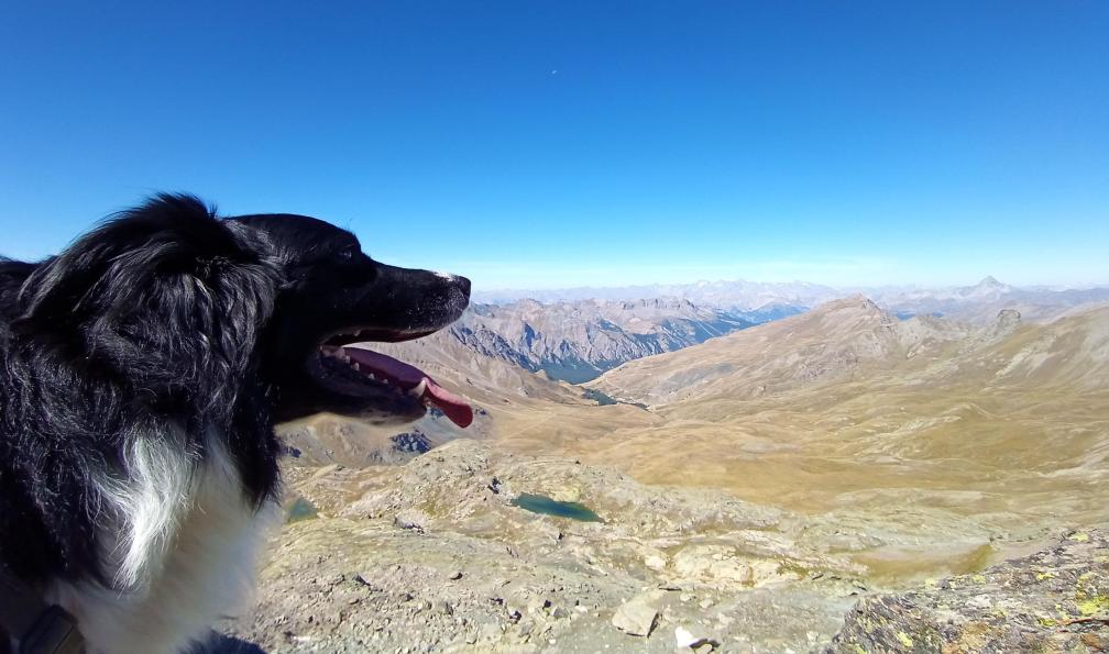 Wadbled - Coralie - Randonnée dans le Queyras avec son chien, Alpes, France - Itinérance en Queyras avec son chien - 5