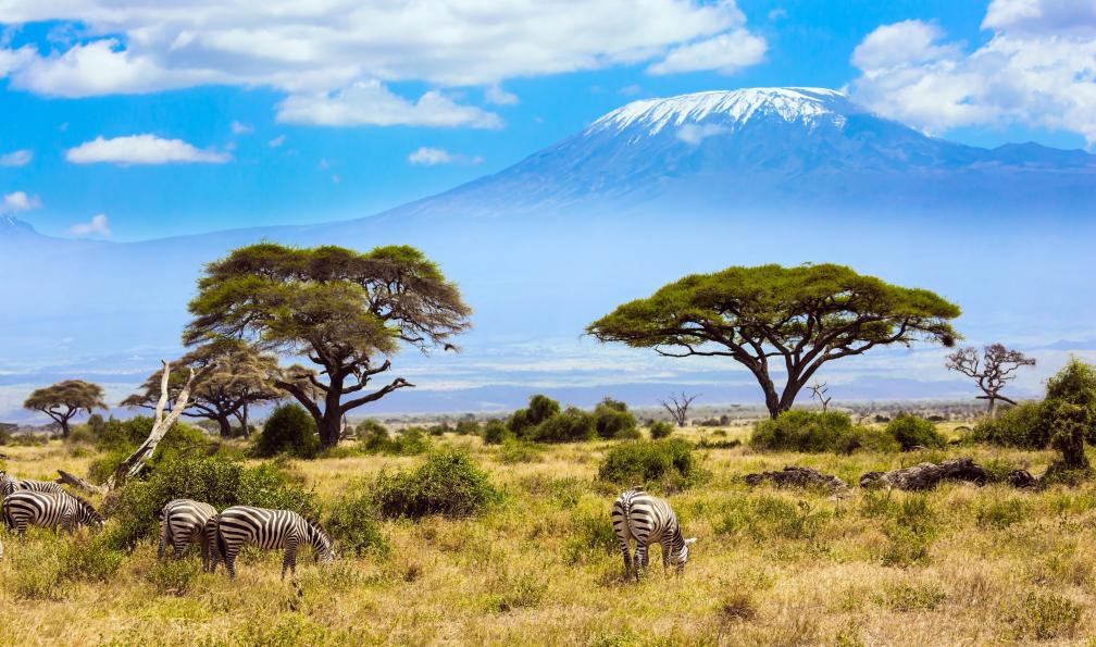 Kushnirov - Avraham - Adobe stock - Zèbres dans la savane, dans le Parc d'Amboseli, Kenya - Safari kenyan et plages de sable blanc - 5