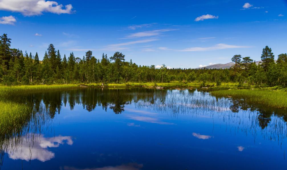 trondmyhre4 - Pixabay - Paysage du le Parc National Femundsmarka en Norvège.
 - Multi-activités en Norvège : objectif animaux - 3