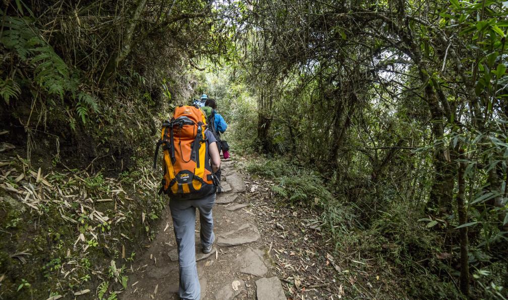 Randonneurs en forêt, Pérou. - Le trek du Salkantay - 6
