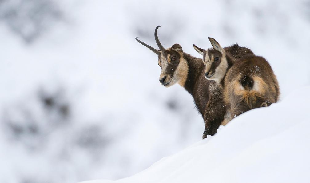 Martin - Adobe stock - Femelle chamois et son jeune en hiver dans les Alpes, France - Débuter le ski de rando dans le Queyras - 8