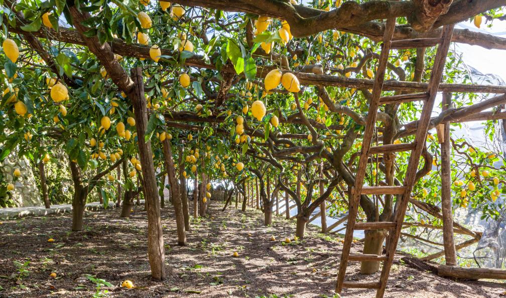 Glen - Adobe stock - La culture des citronniers sur la côte amalfienne, Italie - Iles et volcans de l'Italie du Sud - 5