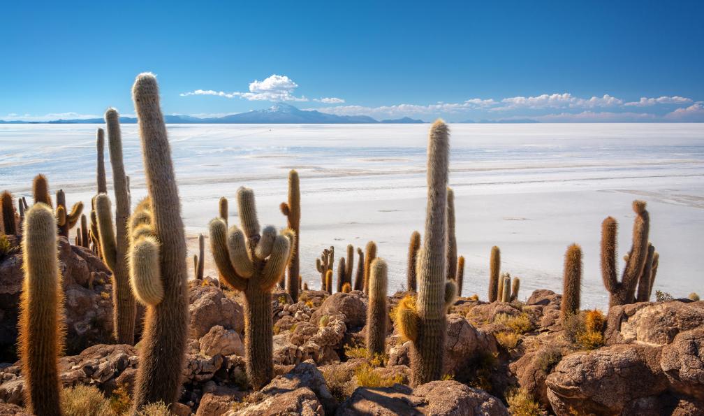 Delphotostock - Adobe stock - Cactus sur l'île d'Incahuasi, Salar de Uyuni, Potosi, Bolivie - Les volcans du Sud-Lípez (16 j) - 2