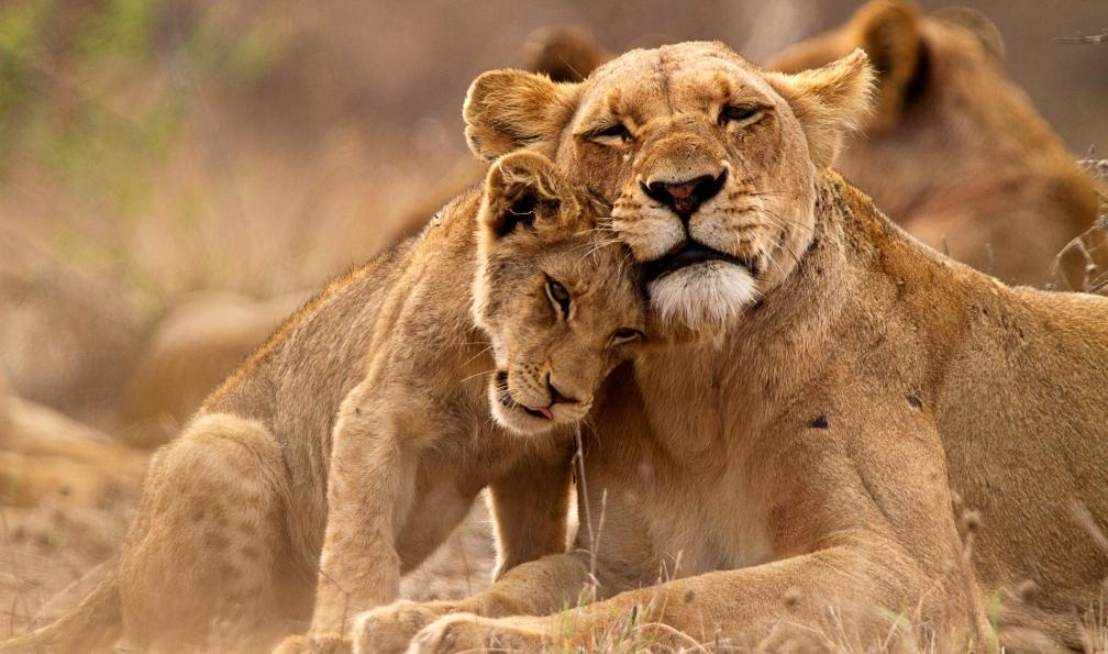 Thomas  -  Retterath -  Shutterstock -  Lionne faisant un câlin a son lionceau;Afrique du Sud - L'Olifant Trail, immersion dans le Kruger - 3