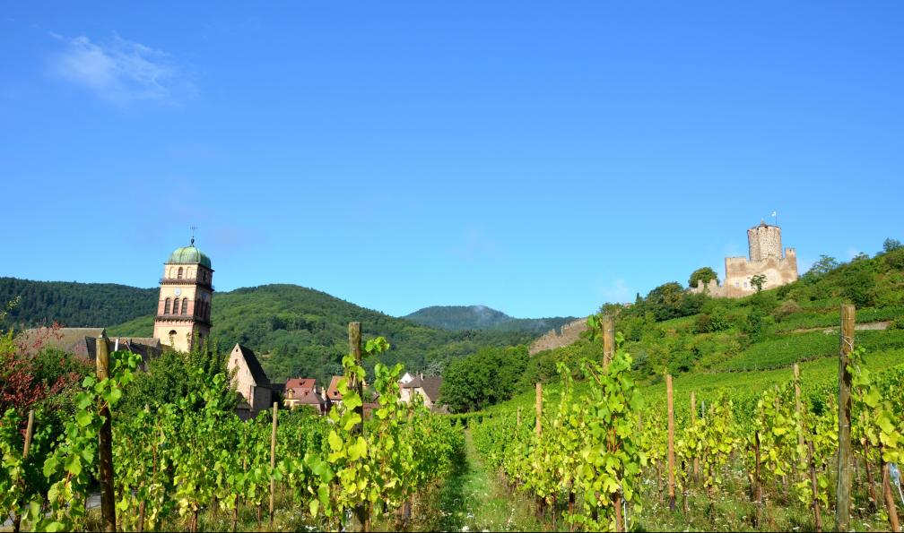 Horizons Alsace - Le village de Kaysersberg, clocher et château depuis les vignes, Alsace, France - Trek alsacien, entre vignes et montagnes - 3