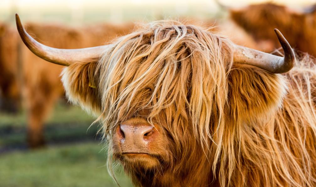 Greenway - Peter - Adobe stock - Vache des higlands, Ecosse, Royaume-Uni - Les routes enchantées d'Ecosse - 8