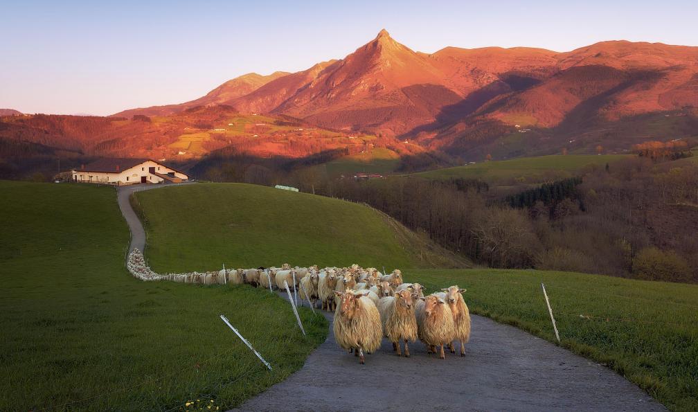 Mimadeo -  Istock -  Troupeau de moutons à Lazkaomendi avec vue sur la montagne Txindoki, Pays basque - Le meilleur du Pays basque espagnol - 5