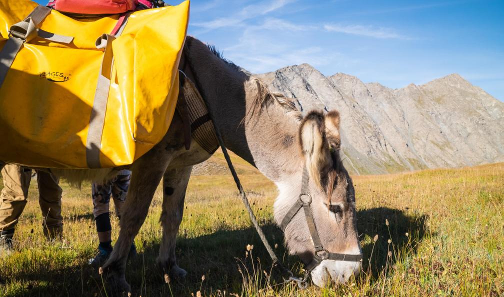 Crétois - Chloé - Randonnée avec un âne dans le Queyras, Alpes, France - Premiers 3000 avec mon âne - 5