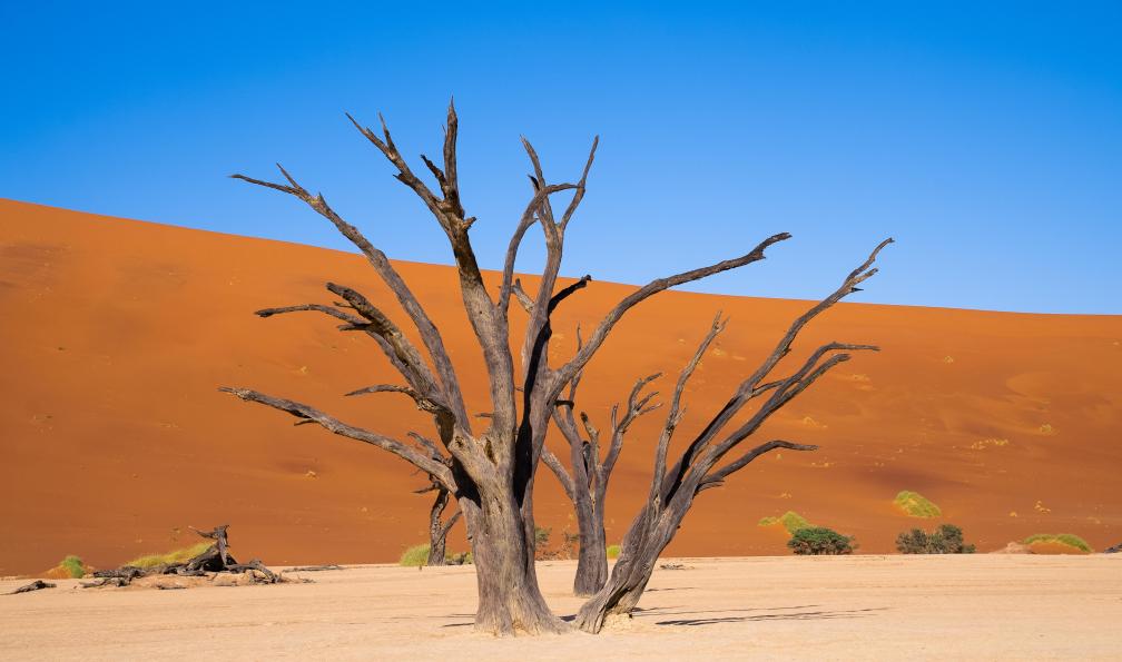 Chloé - Crétois - Arbres morts à Deadvlei, site de sesriem - Les sentiers de la Voie lactée - 4