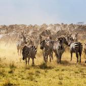 observation animaux tanzanie