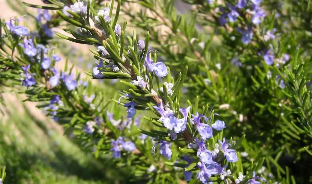 lfstewart - Adobe Stock - Romarin en fleur - Découverte des Calanques de Marseille et Cassis - 4