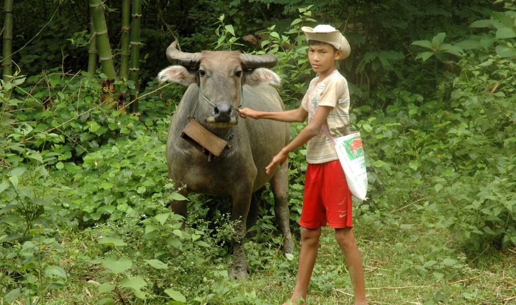 Garçon et buffle, région de Mai Chau, chez les Thaïs blancs, Viêtnam. - Les petits gourmets au Vietnam - 3