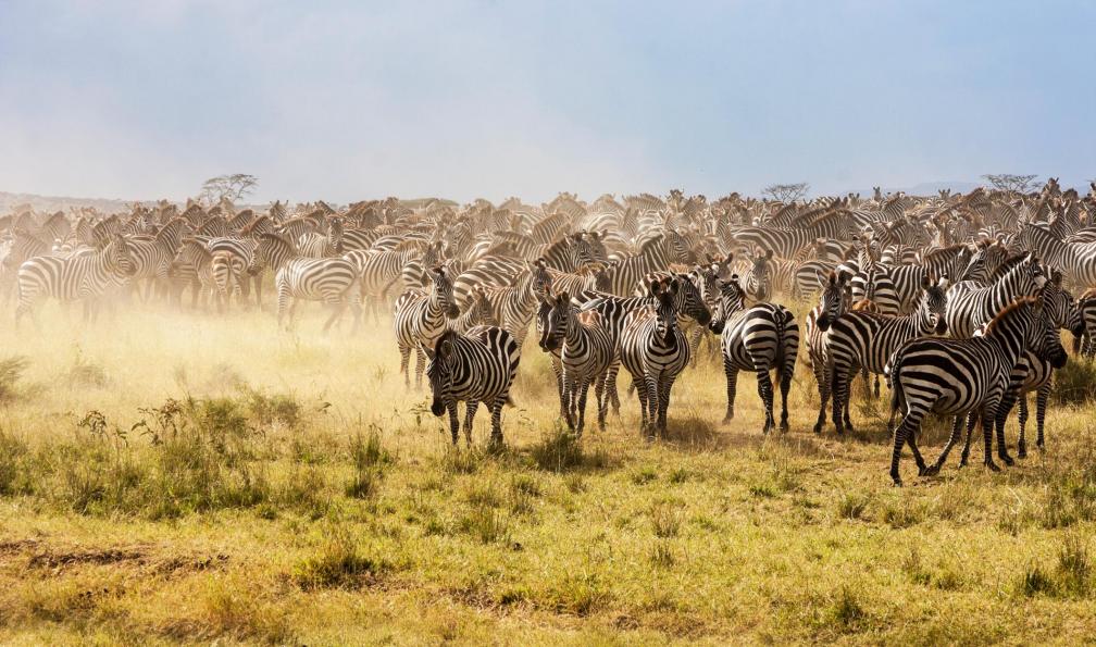 tanzanie-observation-animaux-tanzanie