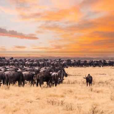 kenya et tanzanie safari et grande migration