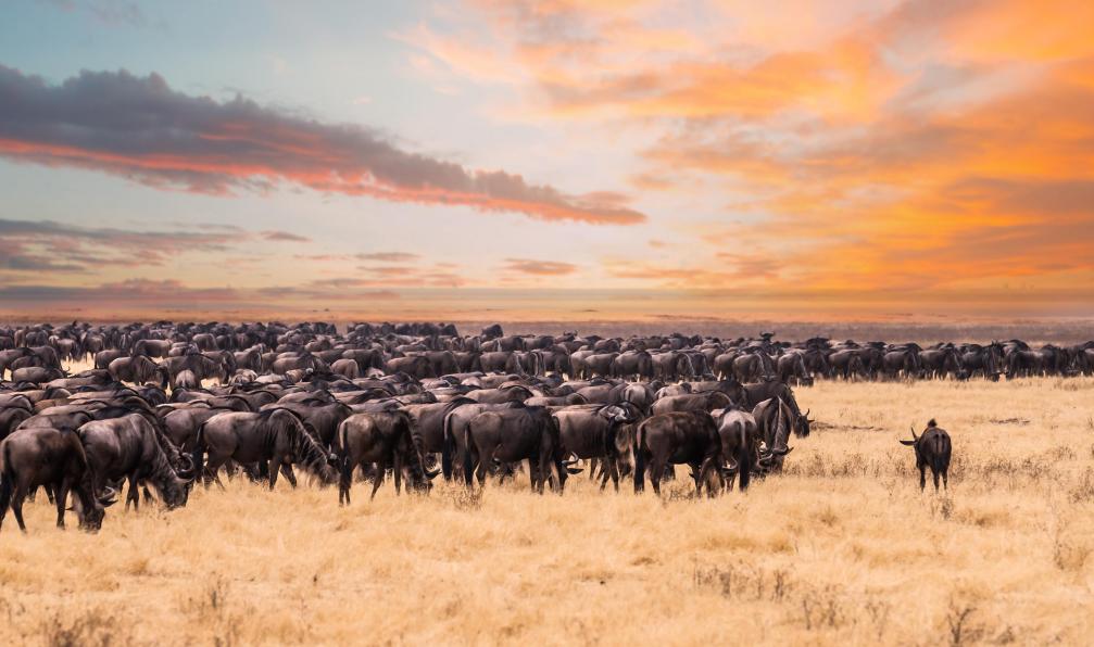 zanzibar-kenya-et-tanzanie-safari-et-grande-migration