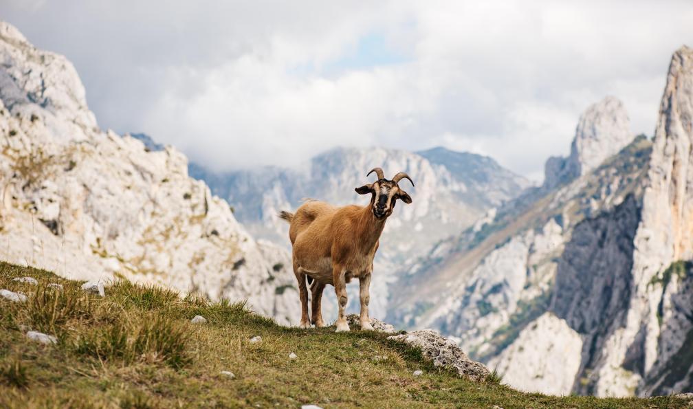 malickim - Adobe Stock - Chèvre sauvage avec vue sur les montagnes, Ruta del Cares, Espagne - De la mer aux Picos de Europa - 10