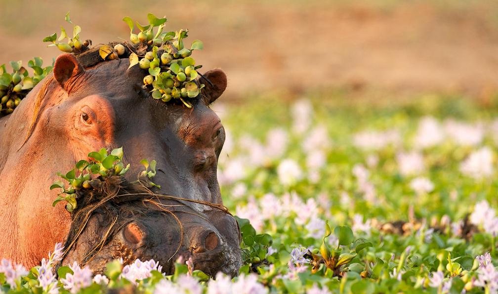 DavidFettesPhotography -  Istock -  Hippopotame sortant de la rivière dans des algues;Zambie - Kilimandjaro : la voie du Nord - 7
