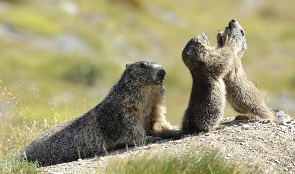 BLANC Jacques - Parc national du Mercantour - Trois marmottes des Alpes, (Marmota marmota), jeux de marmottons - GTA : De Isola 2000 à Menton - 4