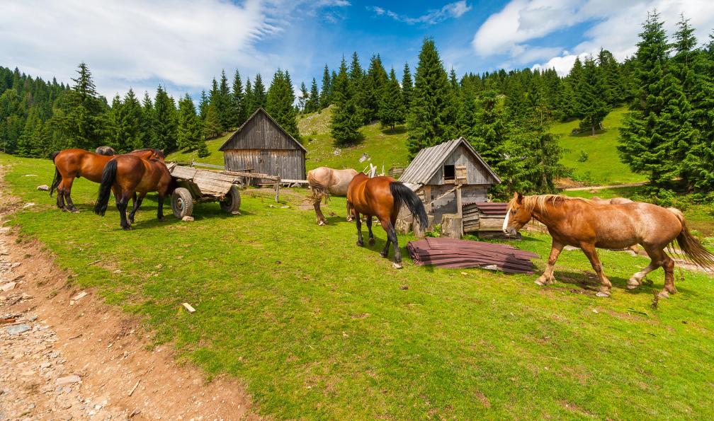 Wozniak  -  Tomasz -  Shutterstock -  Troupeaux de chevaux à Piatra Craiului;Roumanie - Sur les sentiers des Carpates de Transylvanie - 4