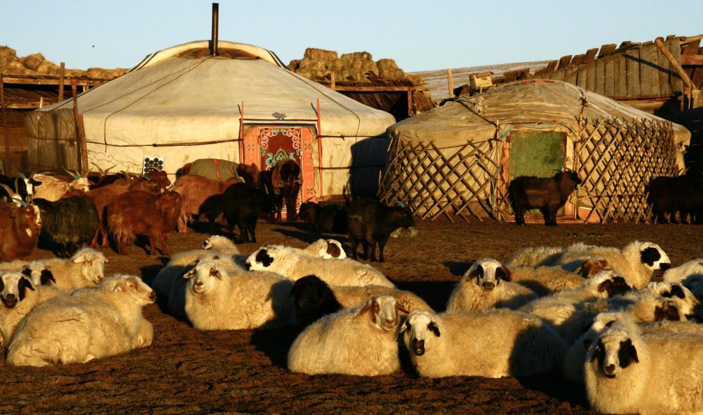 Moutons devant des yourtes, Arkhangaï, Mongolie. - Dunes et steppes mongoles - 7