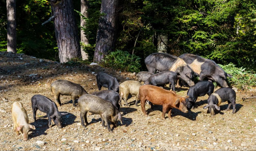 Balate - Dorin - Adobe Stock - Cochons sauvage, Corse - Mare a Mare Nord : de Corte à Porto - 9