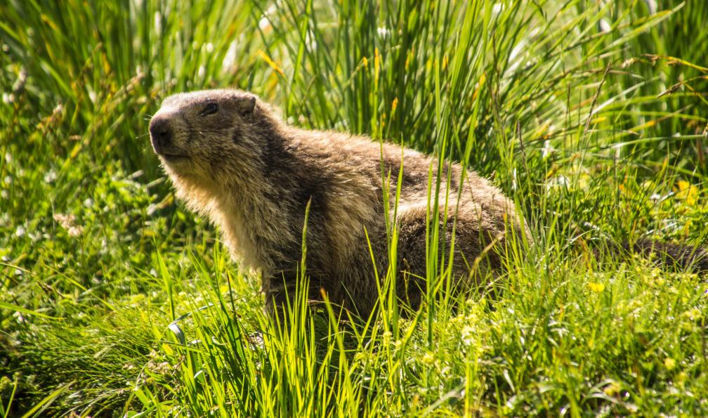 Louis - stock.adobe.com - Marmotte en Ubaye, Alpes, France - Insolite Ubaye - 5