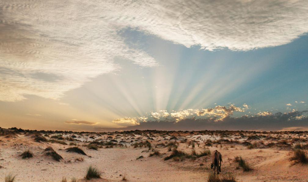 Vaudaux -  Jérémie -  Crépuscule dans le désert de l'Adrar avec un Dromadaire;Mauritanie - La grande traversée Adrar-Tagant - 3