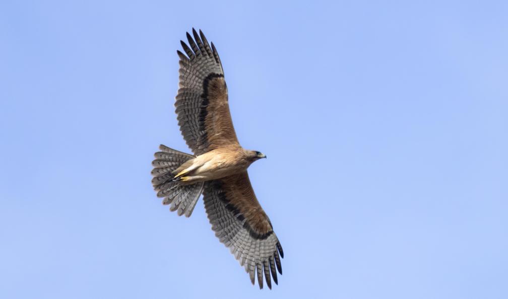 world_by_savvas - Adobe Stock - Aigle de Bonelli - Le parc national des Calanques - 9