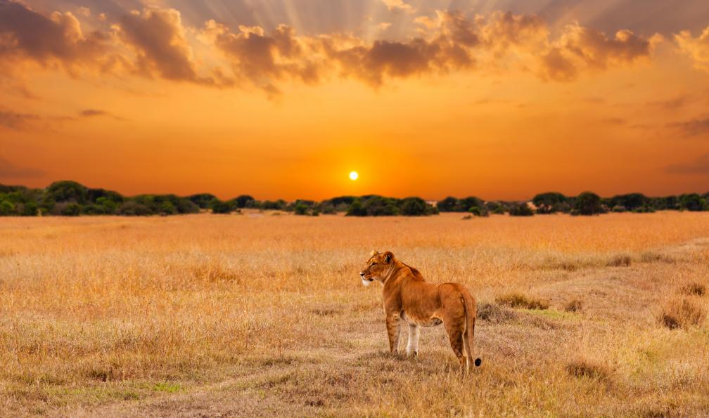 Voyages et safaris en Tanzanie