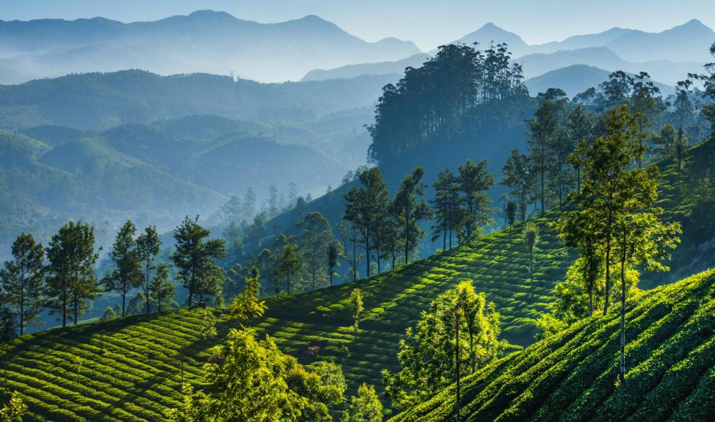 SvitlanaBelinska -  istock -  Plantations de thé vert. Munnar, Kerala, Inde - Entre Tamil Nadu et Kerala, le trek des épices - 11