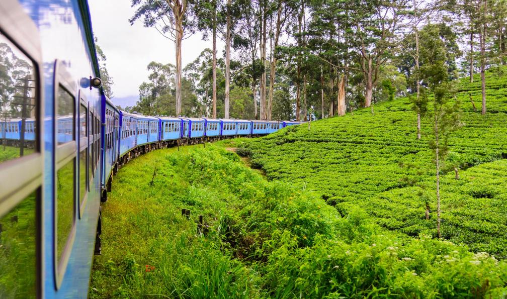 Astalor -  istock -  Train au milieu des champs de thé, Sri Lanka - Sri Lanka : l'aventure en sac à dos ! - 6