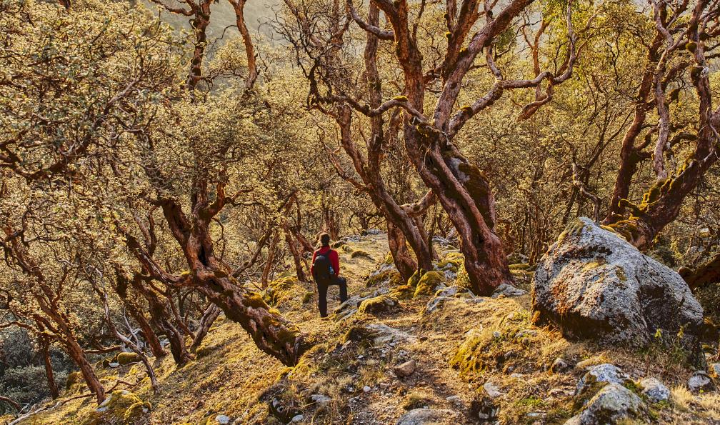 Camilo - Adobe stock - Randonneur au milieu des arbres quenoal, Pérou - Insolite Cordillère Blanche (confort) - 8