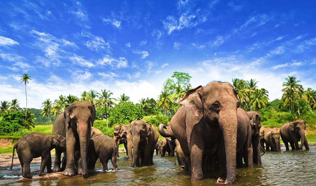 Image La traversée de l'île aux parfums