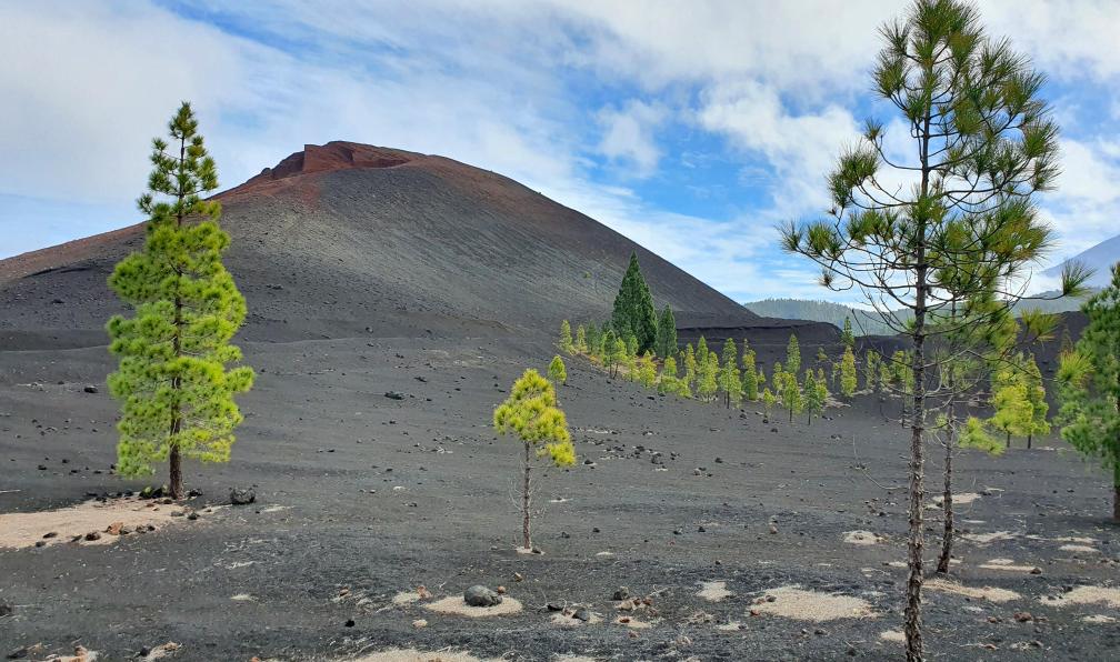 Noël - Célia - Volcan arenas negras avec une végétation qui contraste, Tenerife, Espagne - Tenerife, l'éternel printemps - 1