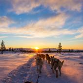 chien de traineaux canada