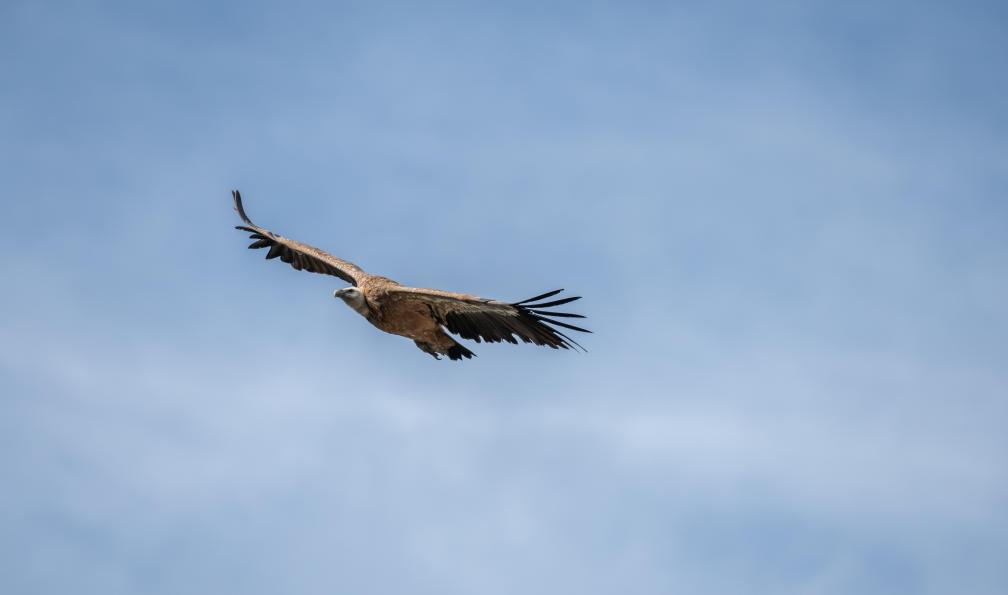 Images01 - Shutterstock - Vautour du Griffon (fulvus) en vol dans les gorges du Jonte dans le Parc National des Cévennes. Aveyron, France. - Cévennes et Gorges du Tarn à vélo - 5