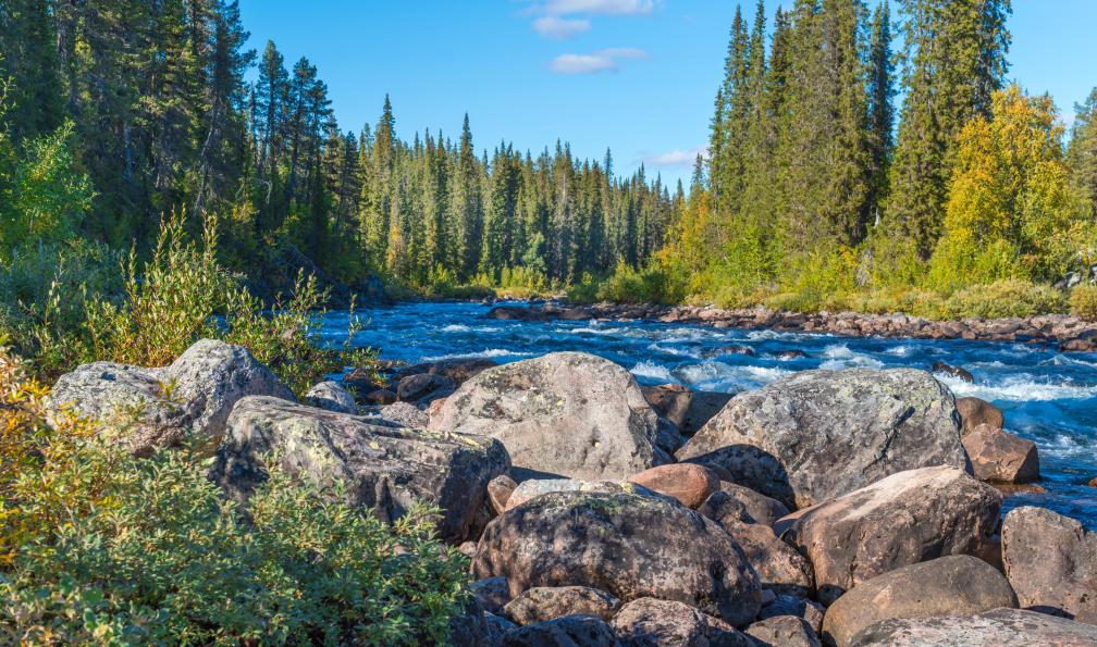 Petr - Adobe Stock - Une rivière dans la forêt profonde de larctique près du lac Tjaktjajavrre dans le parc national de Sarek en Suède. - Trek sur la mythique Kungsleden - 6