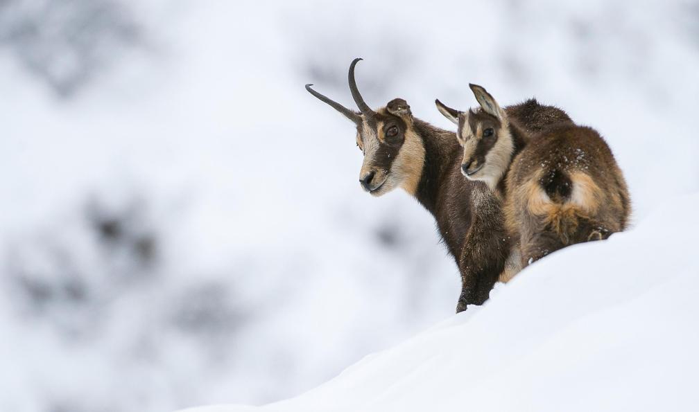 Martin - Adobe stock - Femelle chamois et son jeune en hiver dans les Alpes, France - Découverte du Queyras en raquettes - 2